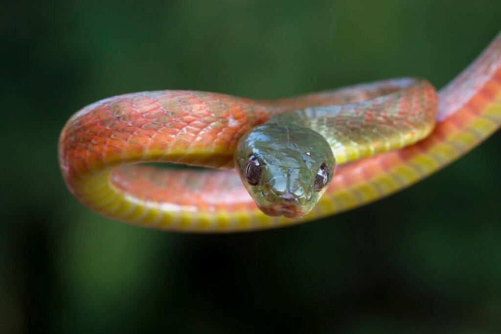 Una llama, una alpaca y 17 serpientes: el sorprendente antiveneno que puede cambiar la medicina