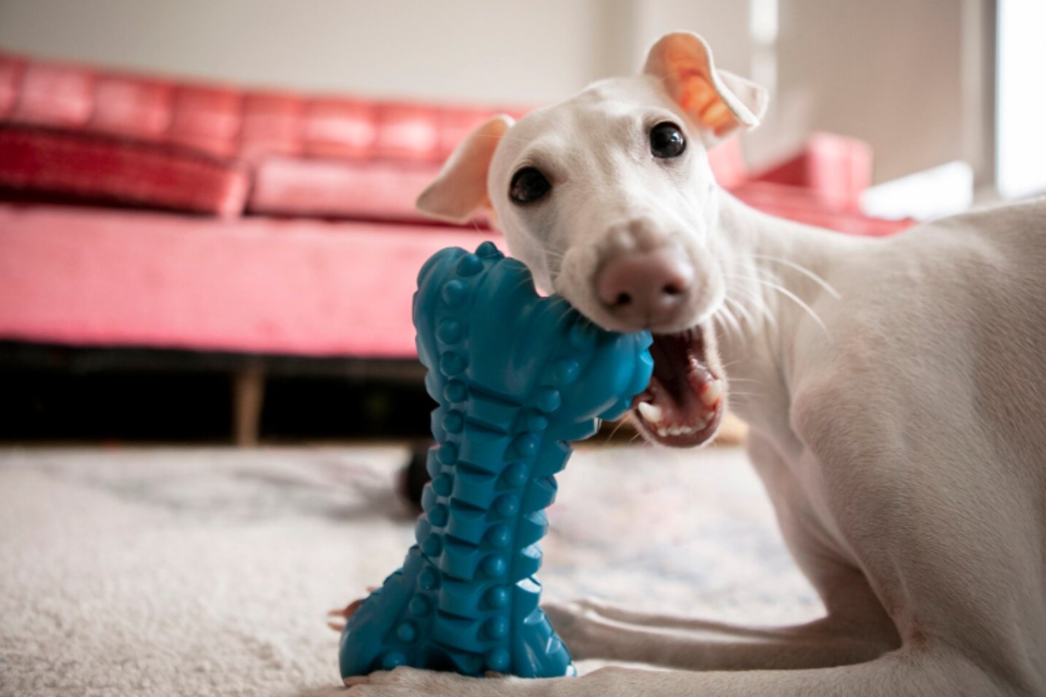 Lo que revela la ciencia sobre los perros “adictos” a sus juguetes: cuándo el juego deja de ser diversión y se convierte en un problema de comportamiento