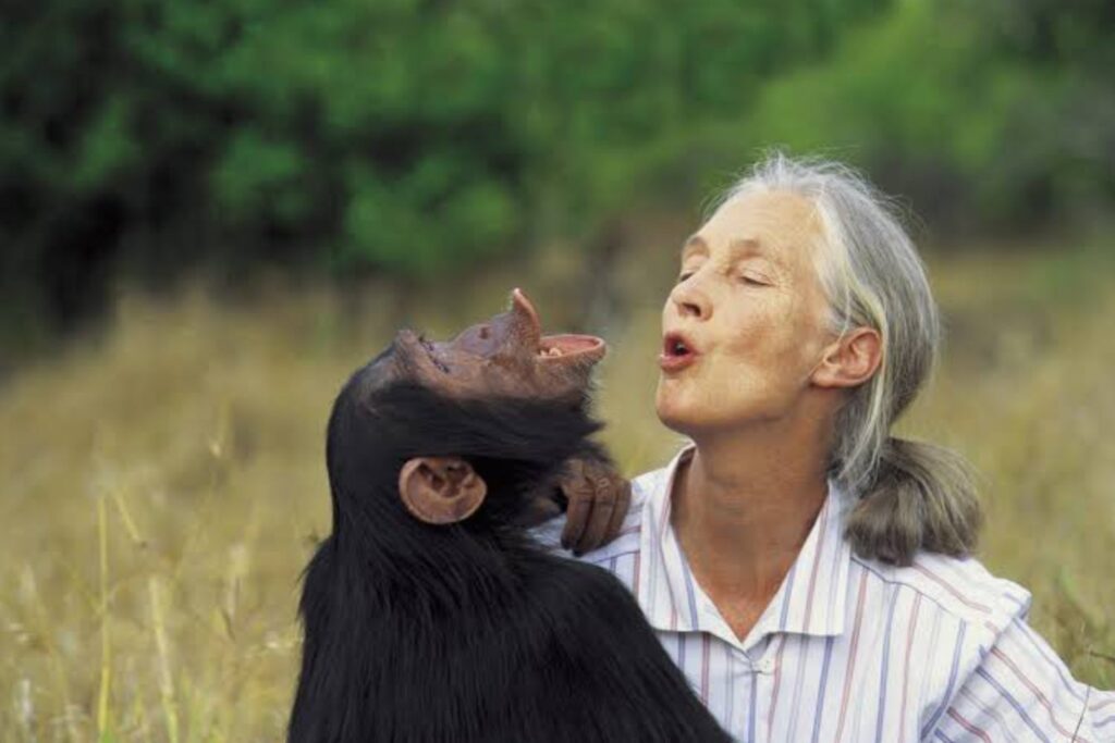 El legado eterno de Jane Goodall: la mujer que cambió para siempre nuestra relación con los animales