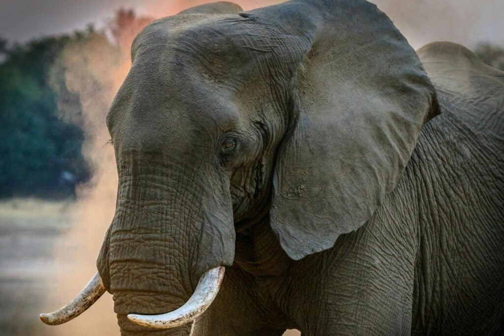 El cerebro del elefante: una mente gigante que desafía lo humano