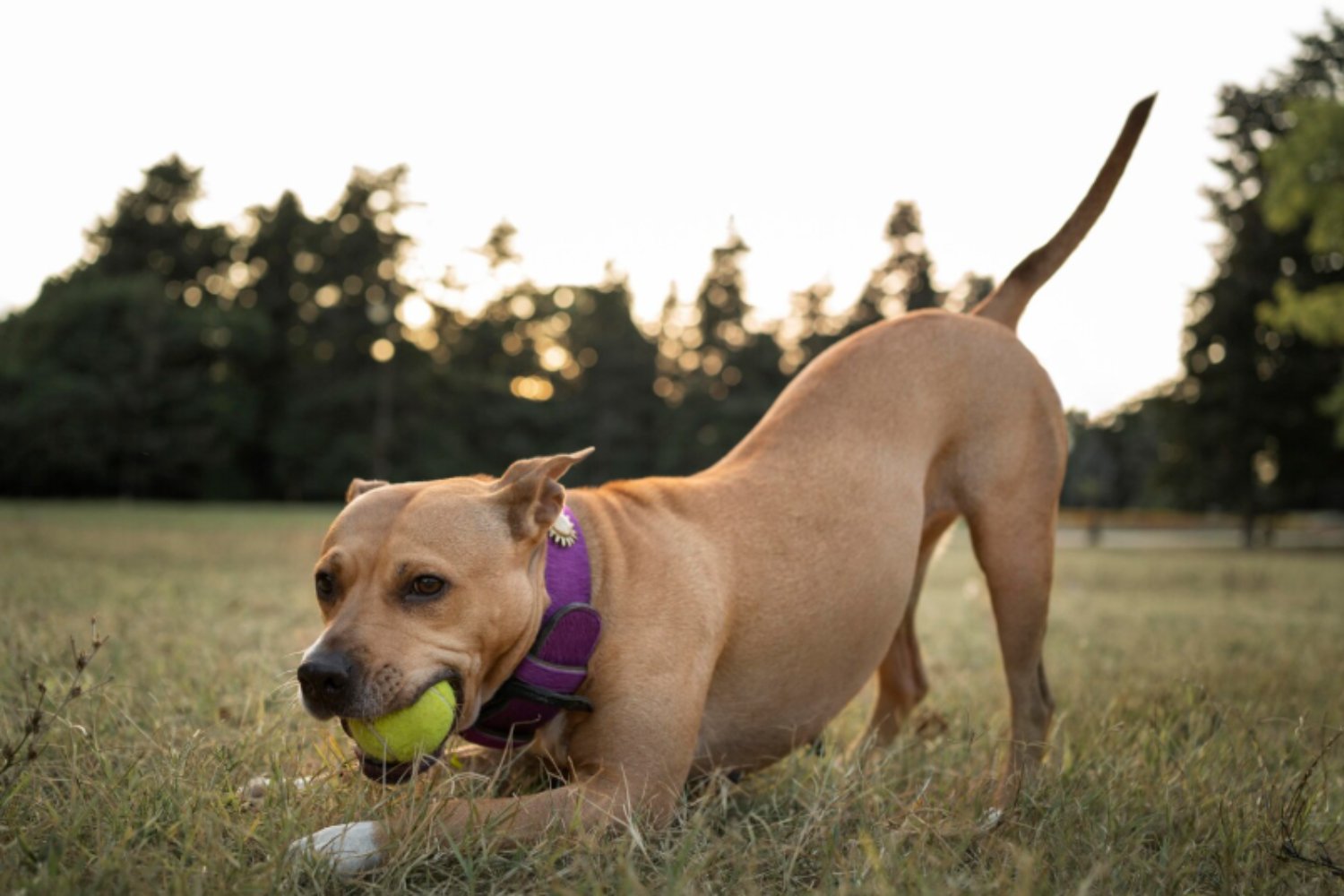 Lo que revela la ciencia sobre los perros “adictos” a sus juguetes: cuándo el juego deja de ser diversión y se convierte en un problema de comportamiento