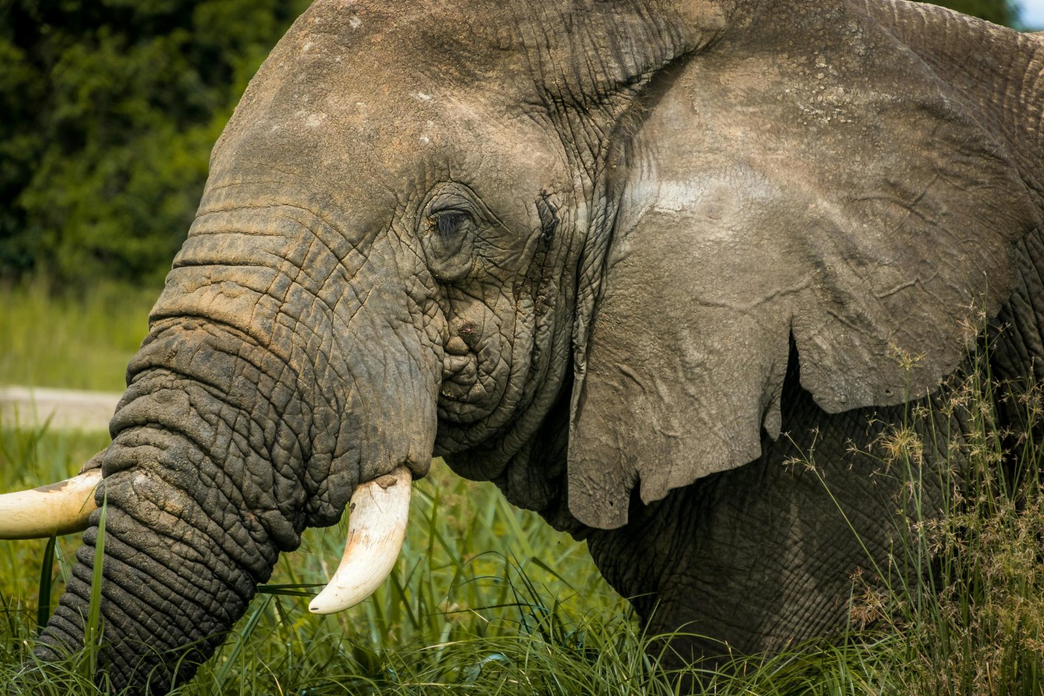 El cerebro del elefante: una mente gigante que desafía lo humano