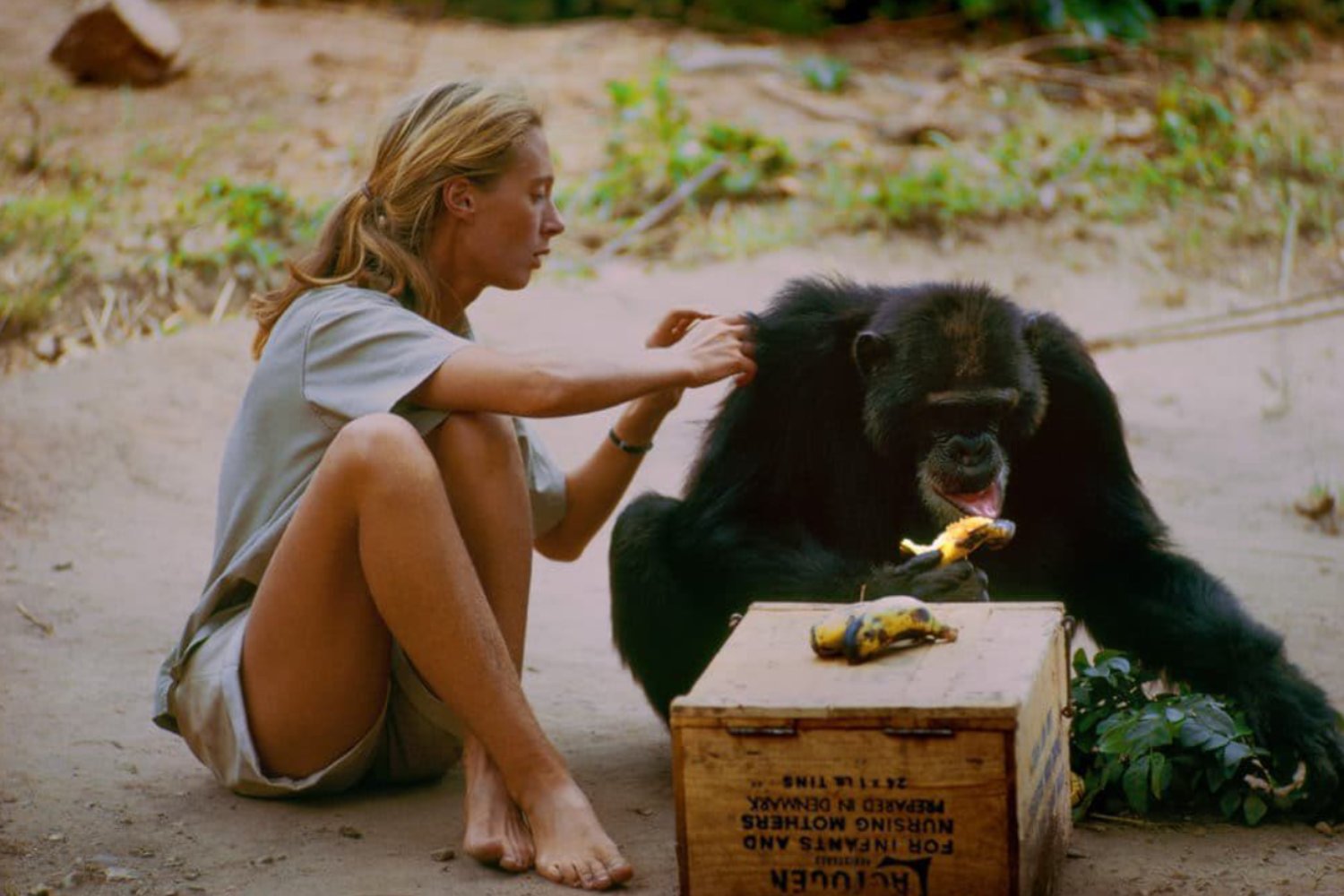 El legado eterno de Jane Goodall: la mujer que cambió para siempre nuestra relación con los animales