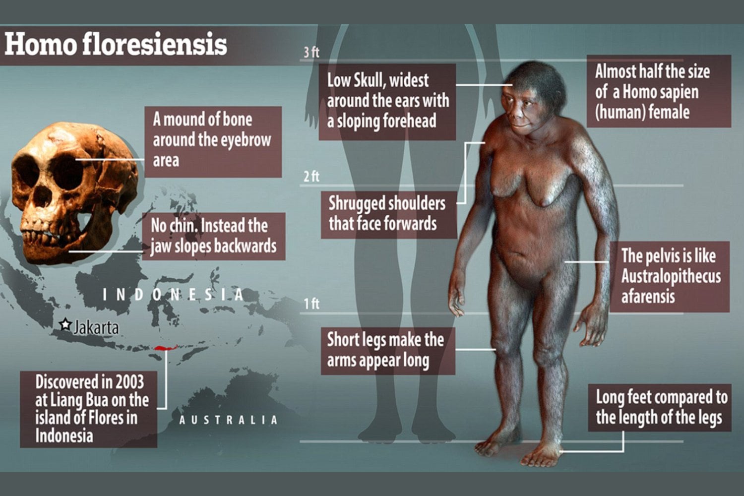 El enigma del “hobbit” humano: cómo un cerebro diminuto reescribe la historia de la inteligencia