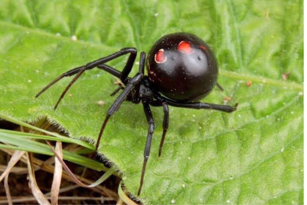 El curioso perfume de la viuda negra: el secreto químico que atrae a los machos durante semanas