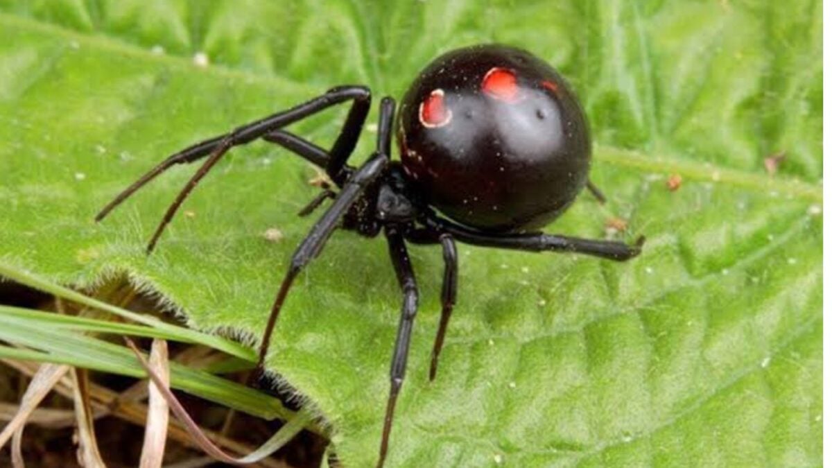El curioso perfume de la viuda negra el secreto químico que atrae a los machos durante semanas