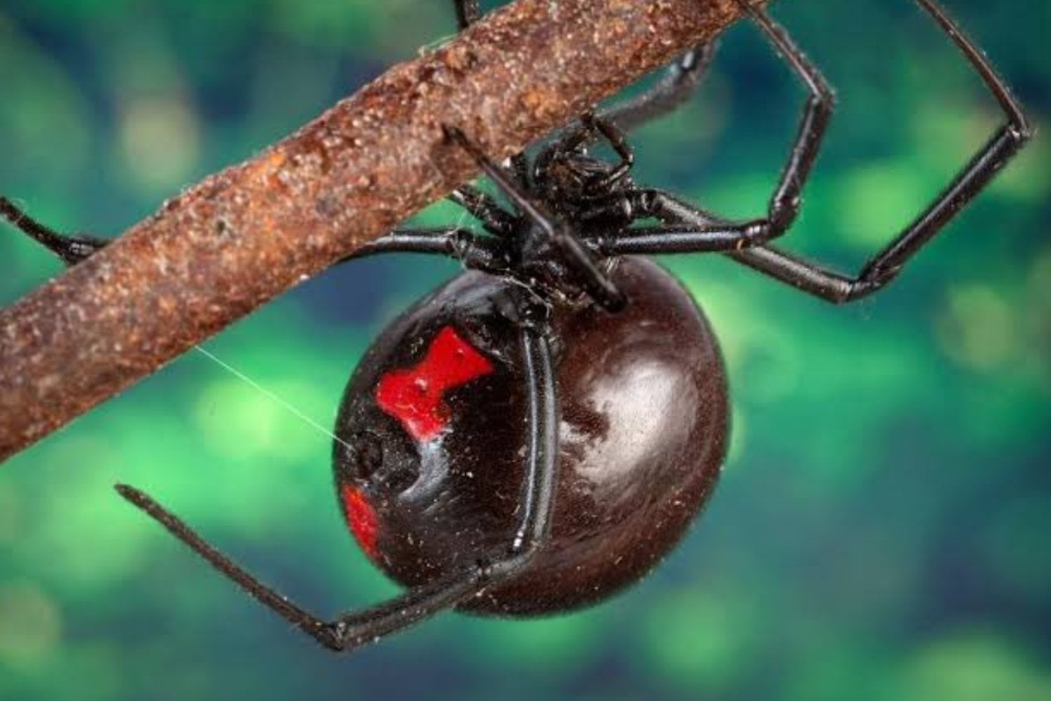 El curioso perfume de la viuda negra: el secreto químico que atrae a los machos durante semanas