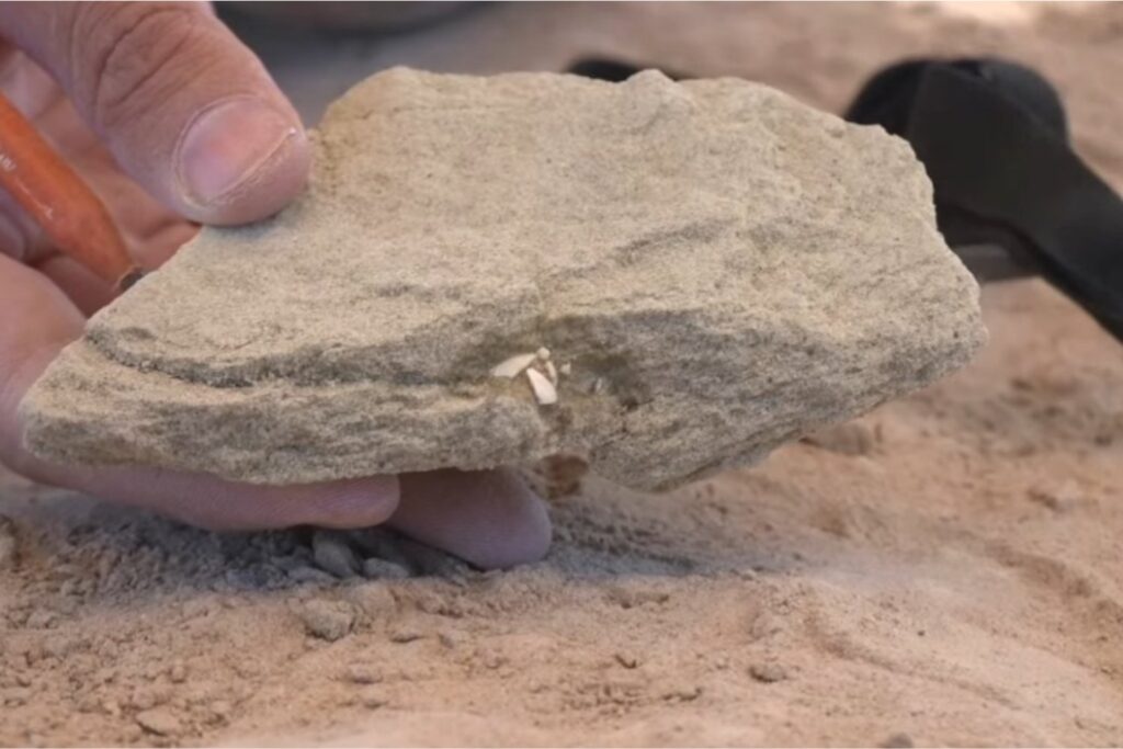 ¿La vida compleja evolucionó dos veces? El debate tras el hallazgo de restos en Gabón