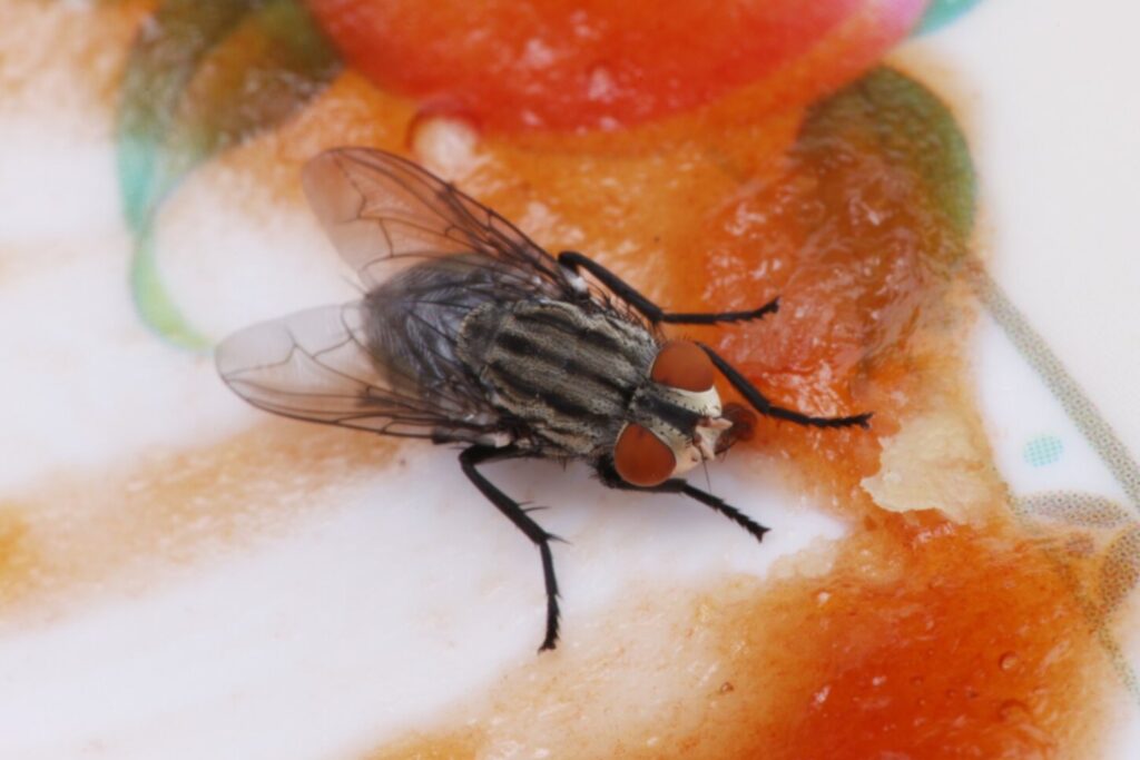 Las moscas que enseñan a pensar: el experimento que revela cómo evoluciona la personalidad