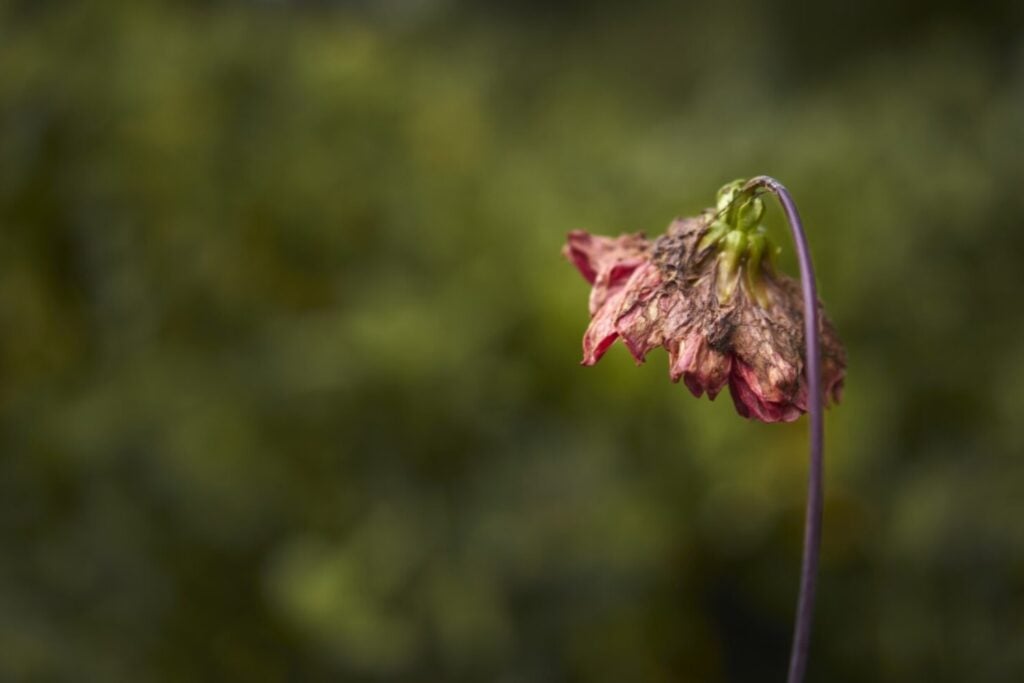 Inteligencia verde: cómo las plantas perciben el mundo sin cerebro