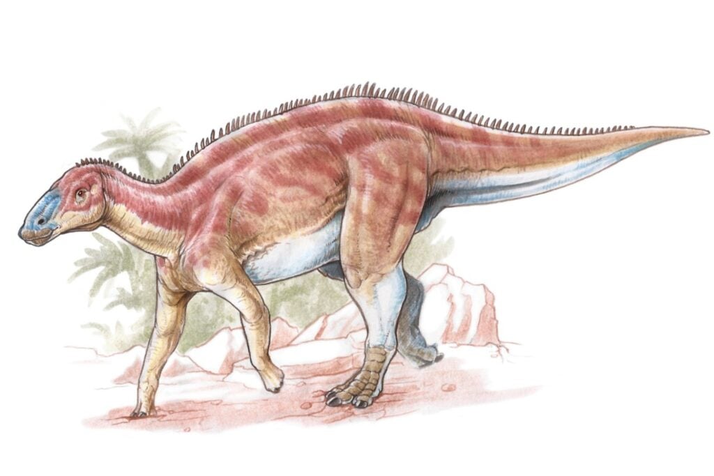 El dinosaurio mejor conservado: así era el hadrosaurio momificado con piel y cascos intactos