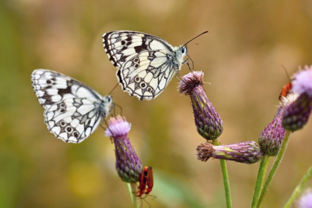 El misterio genético detrás de la apariencia de las mariposas y sus espectaculares colores