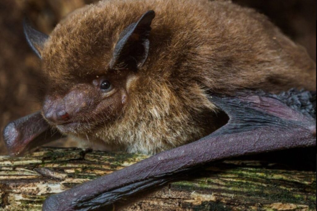 Pipistrellus etula: el murciélago 1.500 que amplía la biodiversidad mundial