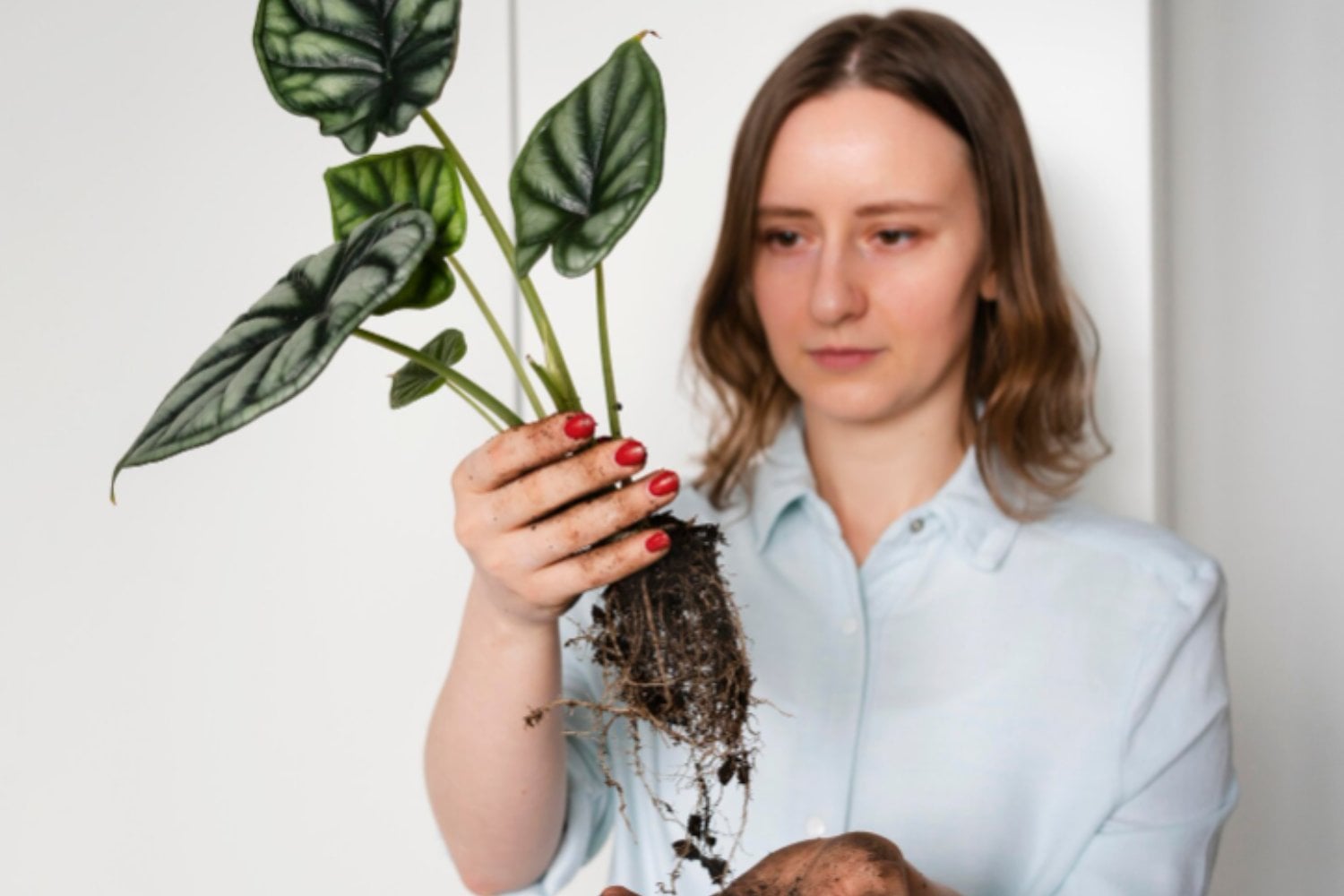 Inteligencia verde: cómo las plantas perciben el mundo sin cerebro