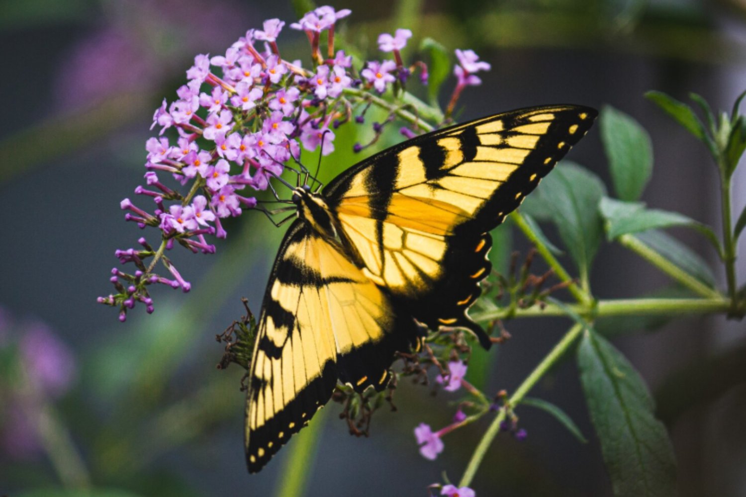 El misterio genético detrás de la apariencia de las mariposas y sus espectaculares colores