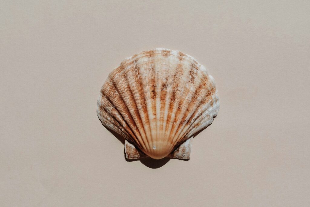 Almeja Centenaria Futuro De Los Oceanos