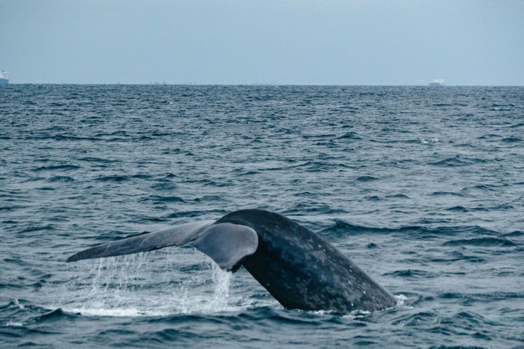 Ballena Franca Atlantico Norte