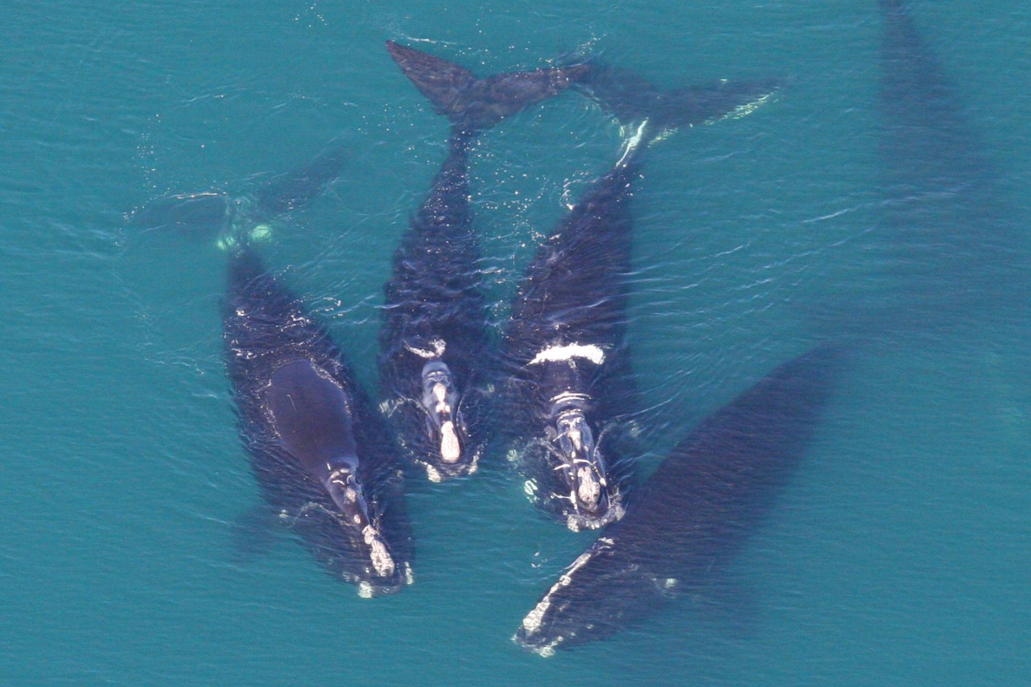 Ballena Franca Atlantico Norte Canada Y Estados Unidos