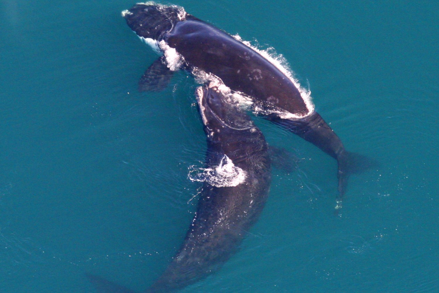 Ballena Franca Atlantico Norte Poblacion