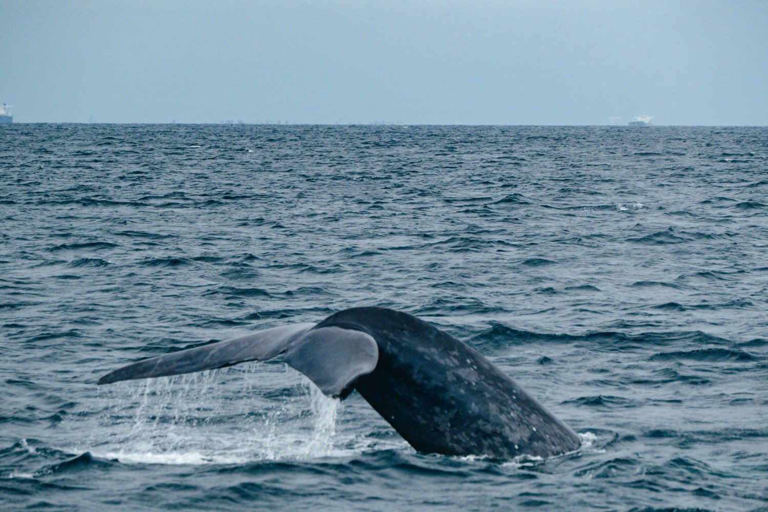 Ballena Franca Atlantico Norte