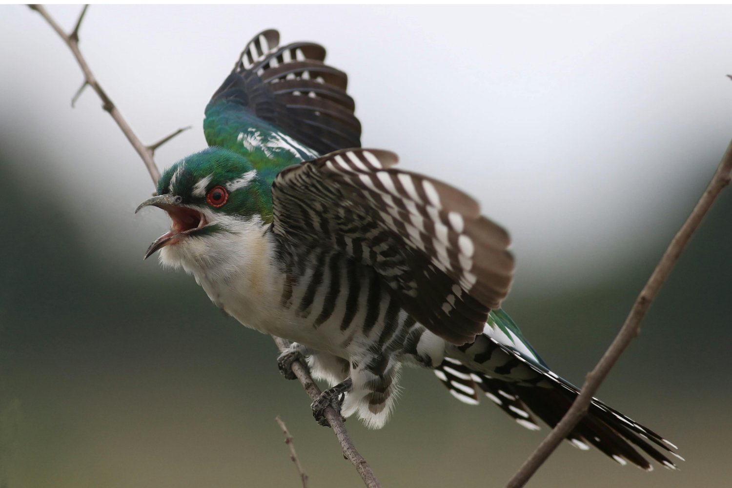 Comunicacion Entre Aves