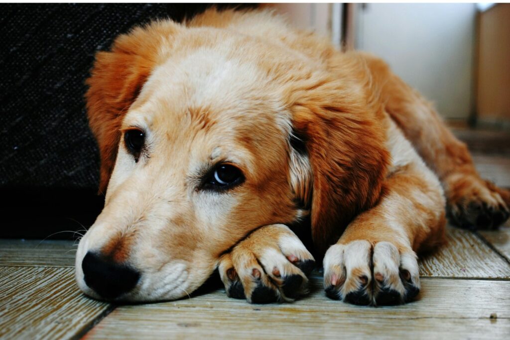 Cuanto Tiempo Puede Pasar Solo Un Perro