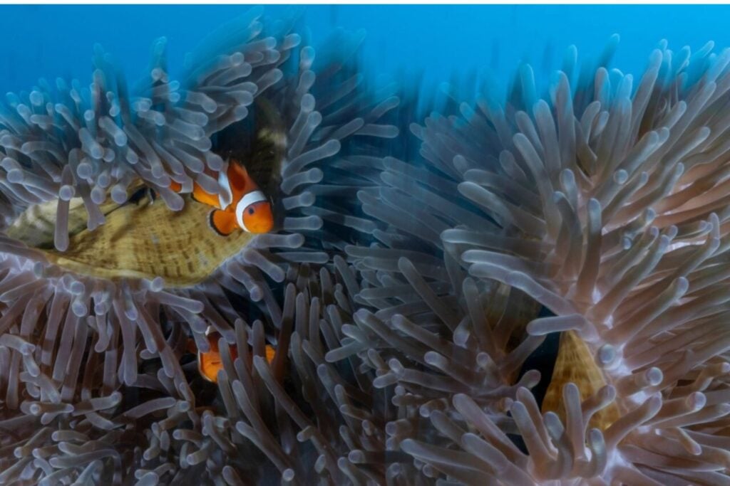 De Donde Vienen Los Peces De AcuariOS