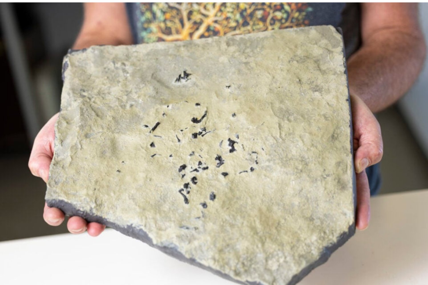 Fosil De Breugnathair Elgolensis