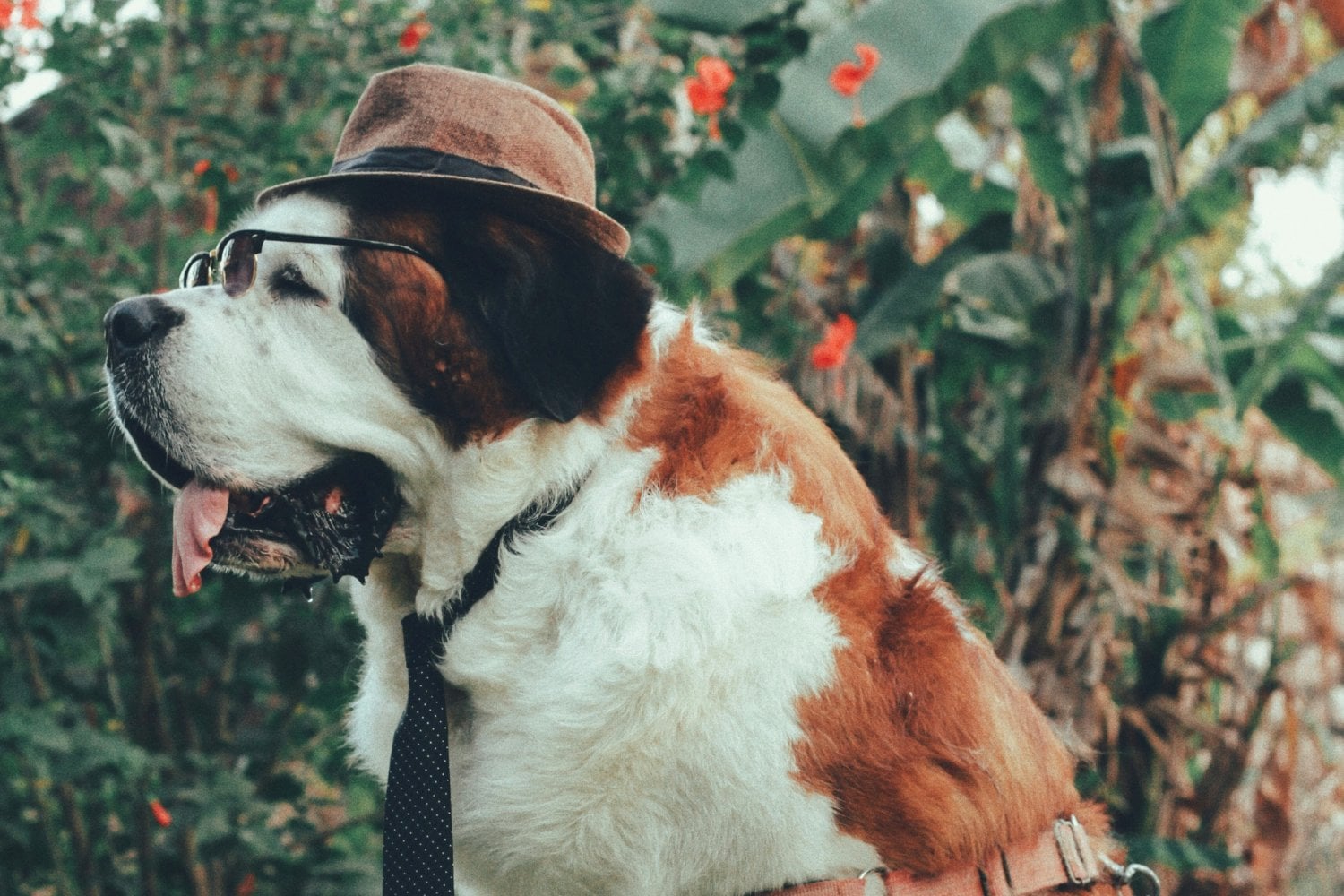 Habilidad De Los Perros Para Hablar