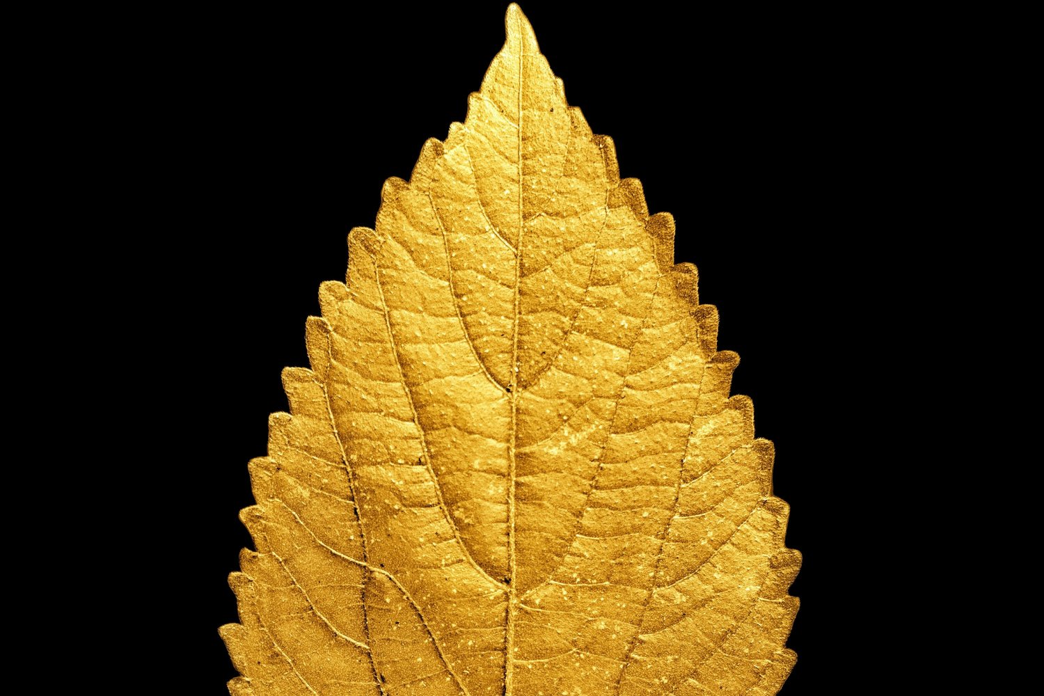 Hoja De Oro