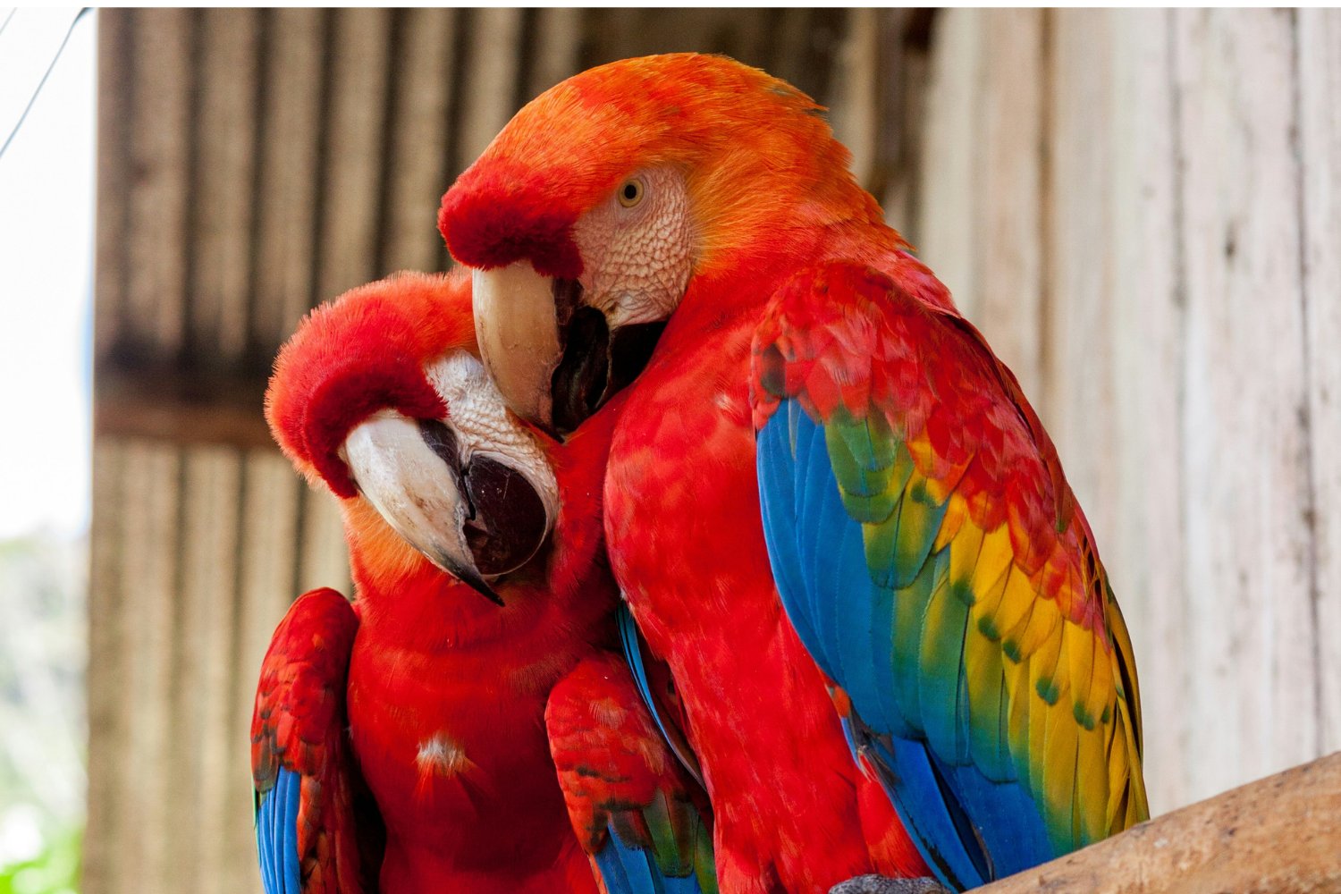 Instinto De Las Aves En Su Comunicacion