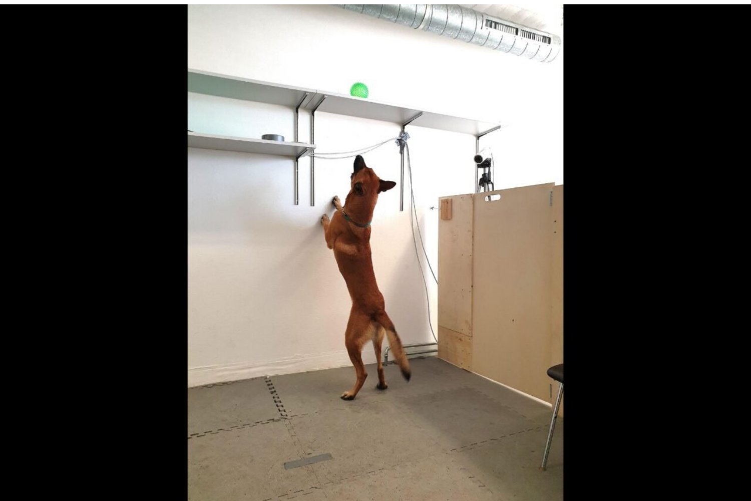 Los Perros Tambien Pueden Ser Adictos A Sus Cosas Favoritas