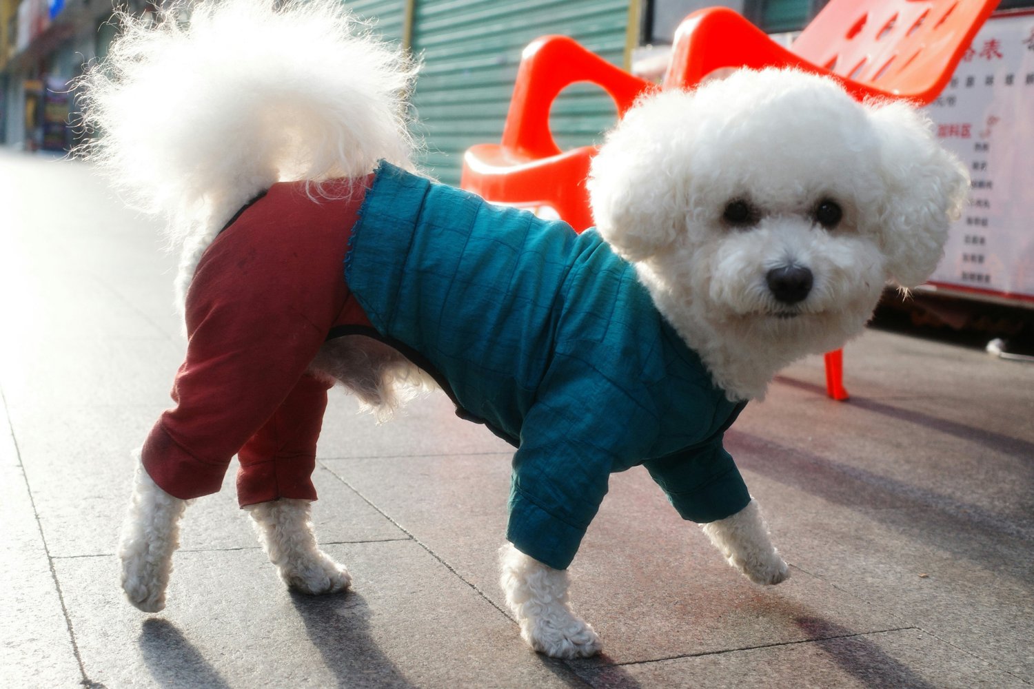 Los Perros Y El Lenguaje Humano