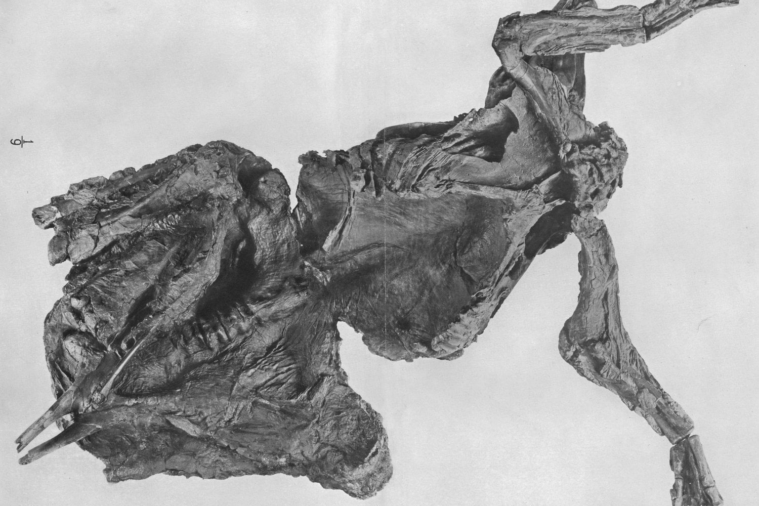 Momias De DinosauriOS