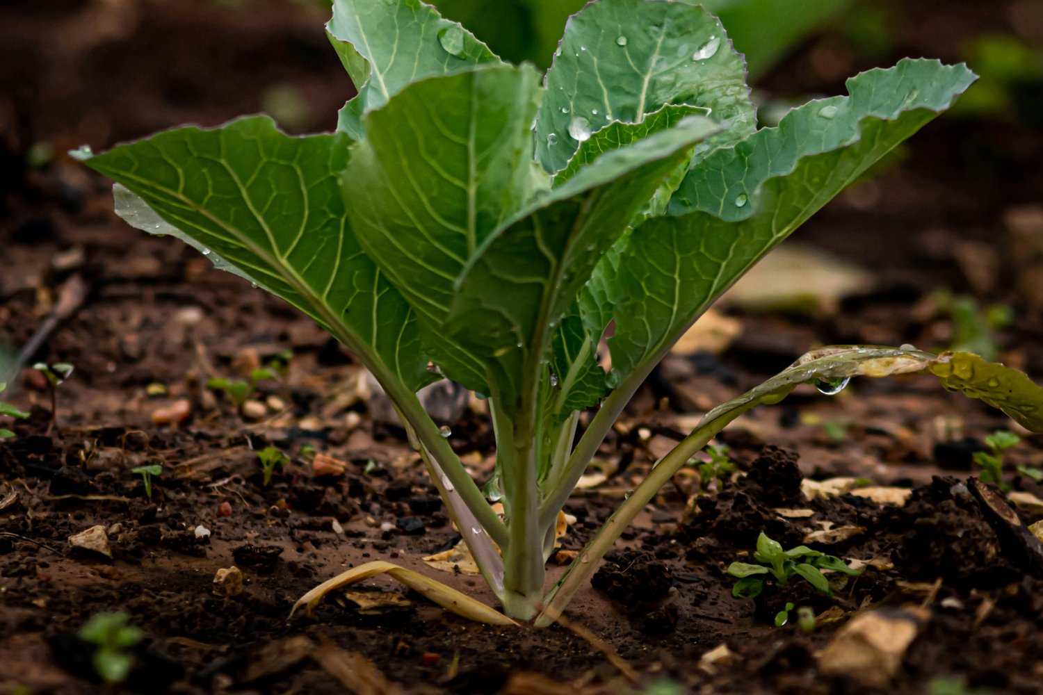 Plantaciones De Cultivos En Marte