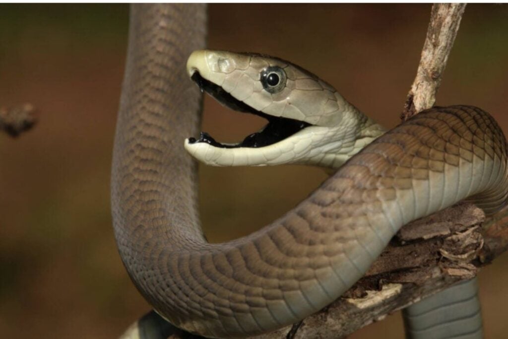 Serpiente Mamba