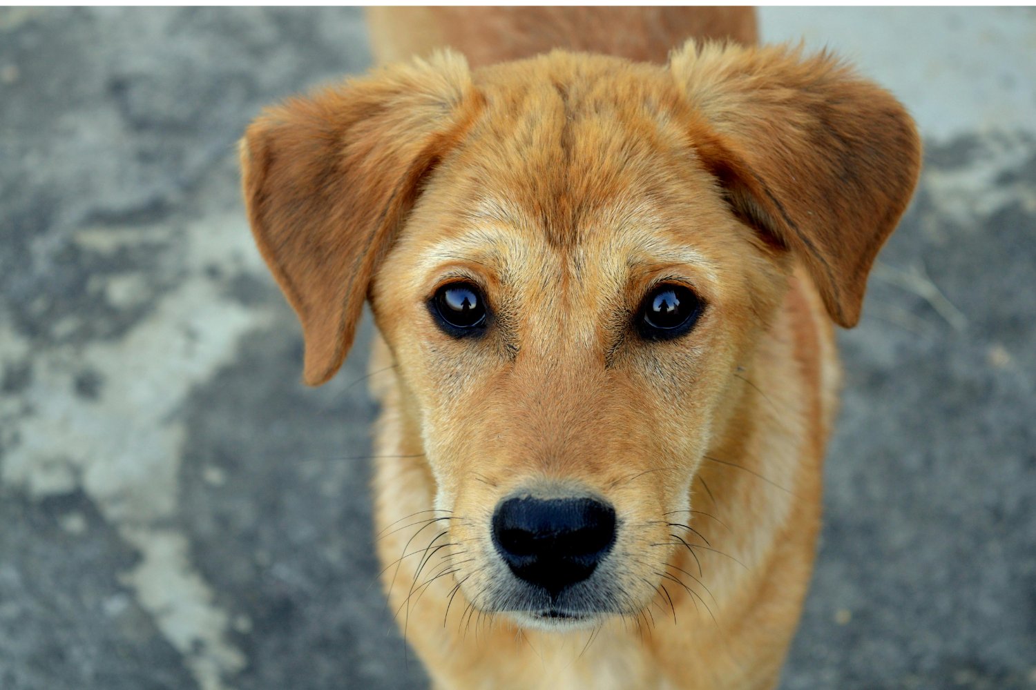 Tiempo Limite Para Dejar A Un Perro Solo