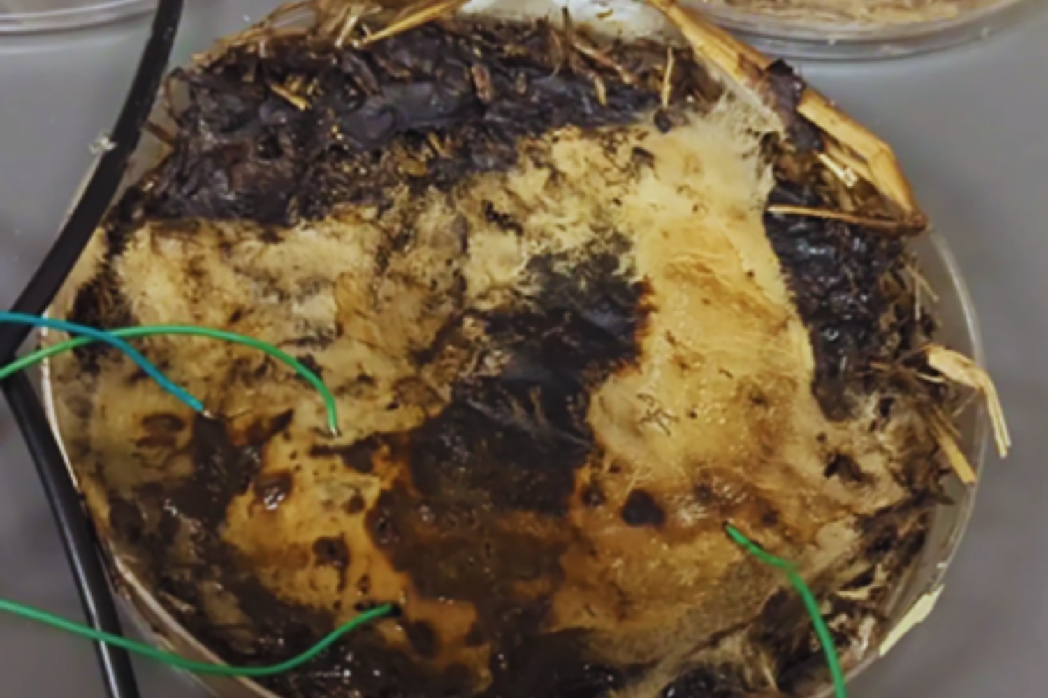 La revolución tecnológica podría salir del bosque: científicos convierten hongos shiitake en chips vivos con memoria eléctrica