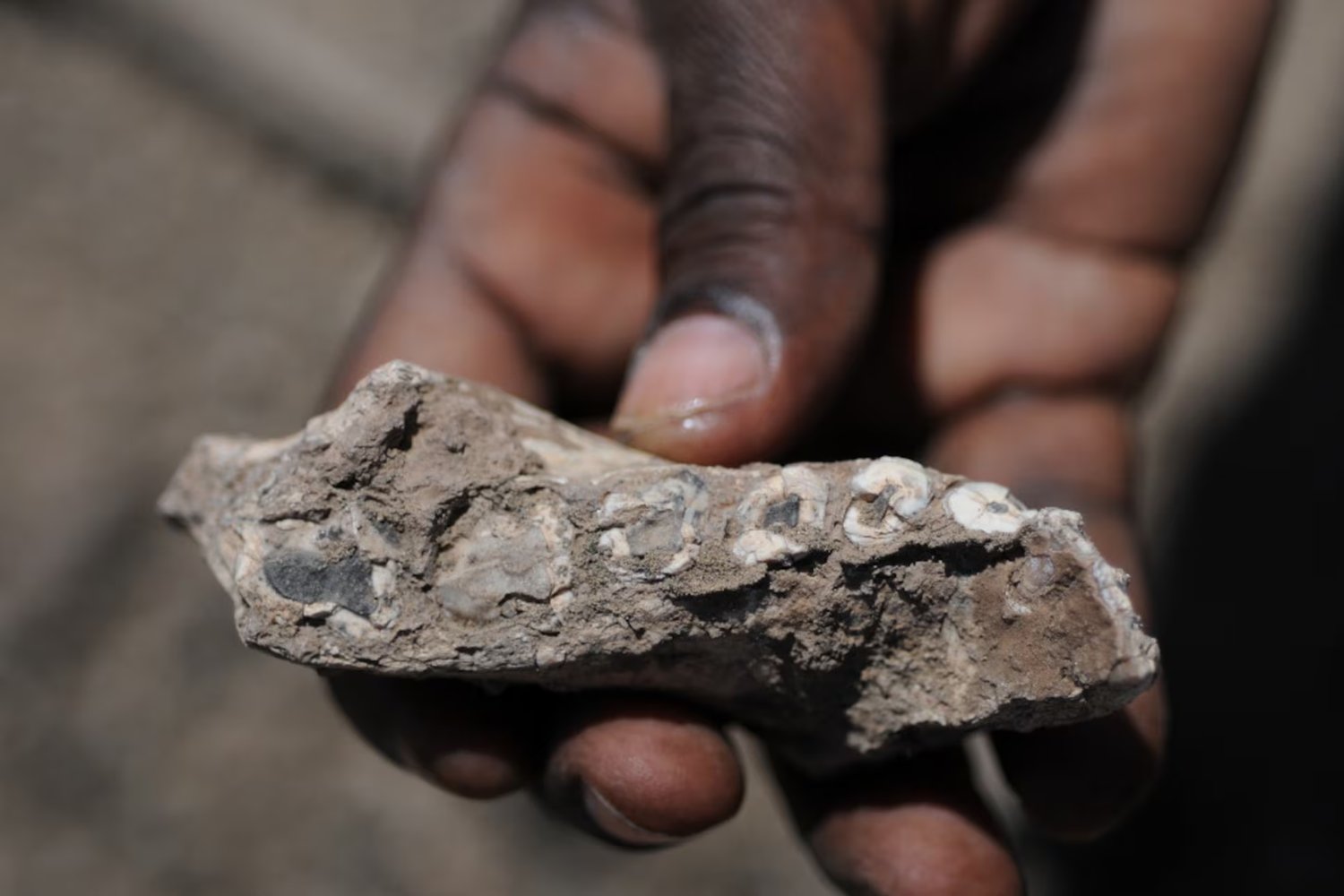 Lucy no estaba sola. Un pie fósil hallado en Etiopía pertenece a otra especie humana antigua que caminaba erguida y vivió junto a ella hace 3,4 millones de años