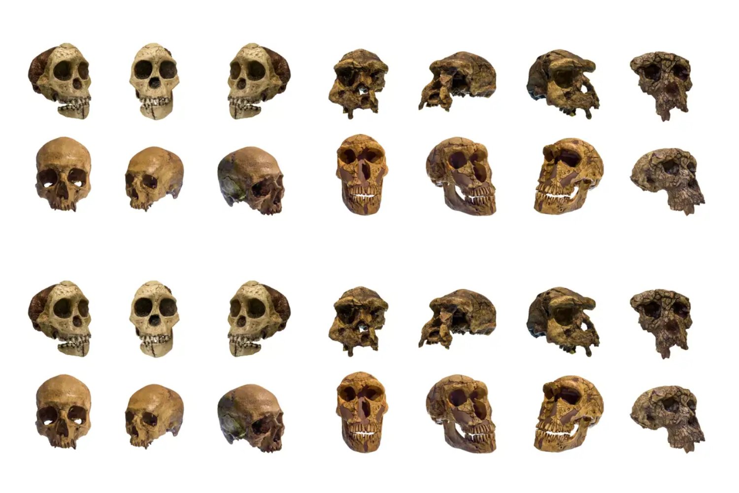No fue el cazador, fue la presa: la inteligencia artificial reescribe la historia de Homo habilis