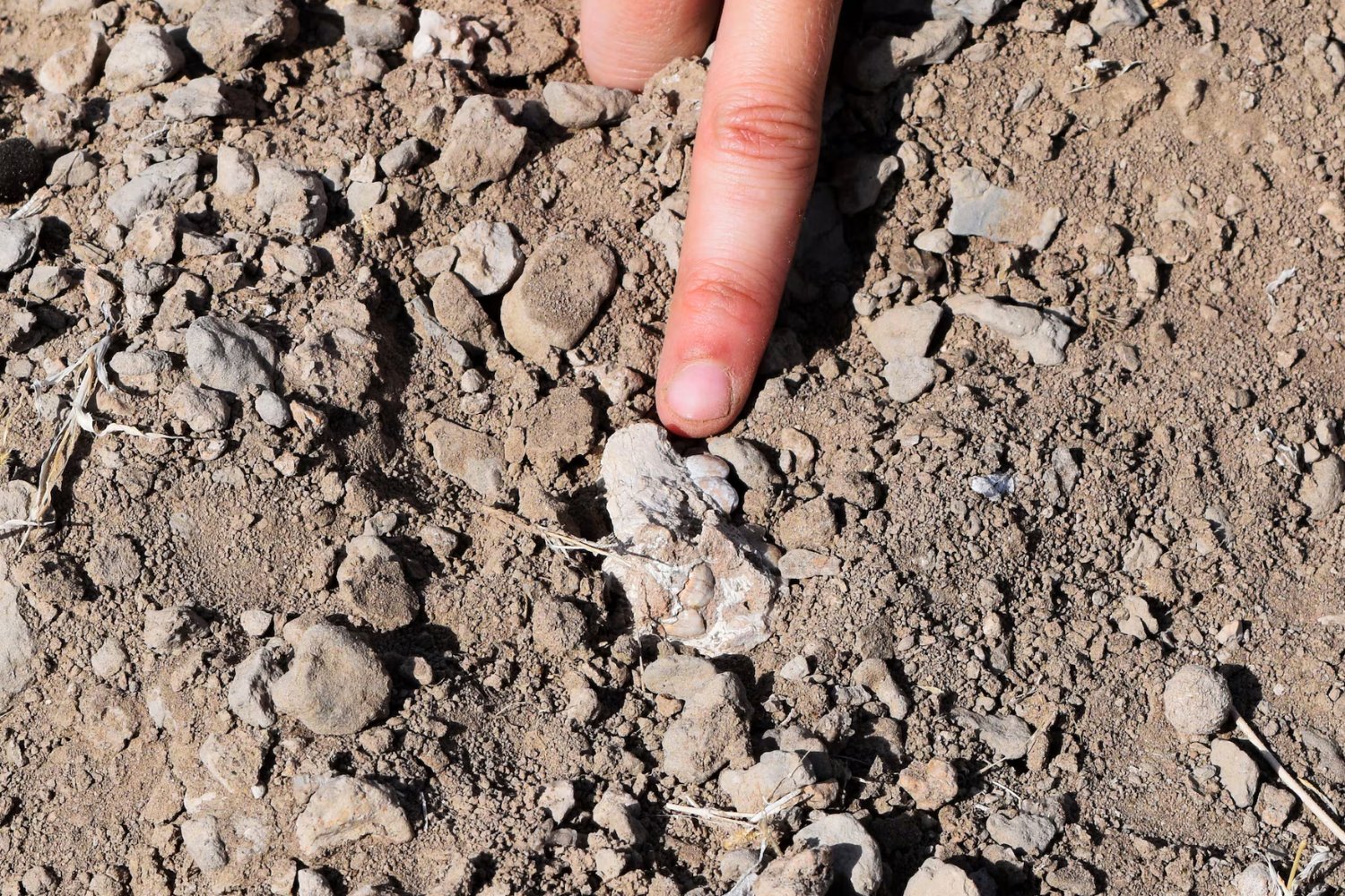 Lucy no estaba sola. Un pie fósil hallado en Etiopía pertenece a otra especie humana antigua que caminaba erguida y vivió junto a ella hace 3,4 millones de años