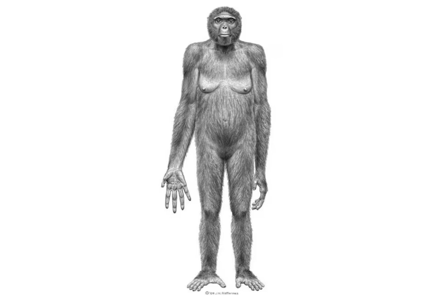 Hallan el tobillo que podría cambiar la historia de la evolución. Nuestro antepasado de hace 4,4 millones de años caminaba como humano… pero dormía en los árboles