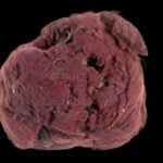 El color de los emperadores romanos era, en muchos casos, una ilusión: descubren en el desierto de Judea una industria de púrpura falsa