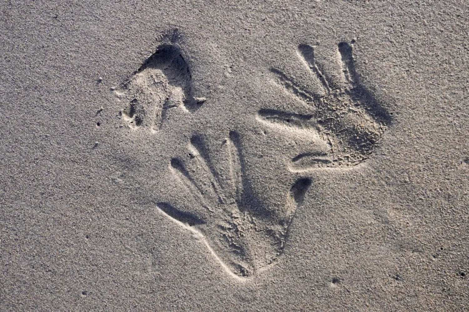 Creíamos tener cinco sentidos. Luego seis. Ahora un experimento revela un séptimo: los humanos pueden detectar objetos ocultos sin tocarlos