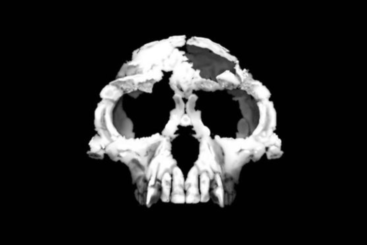 Hallan el tobillo que podría cambiar la historia de la evolución. Nuestro antepasado de hace 4,4 millones de años caminaba como humano… pero dormía en los árboles