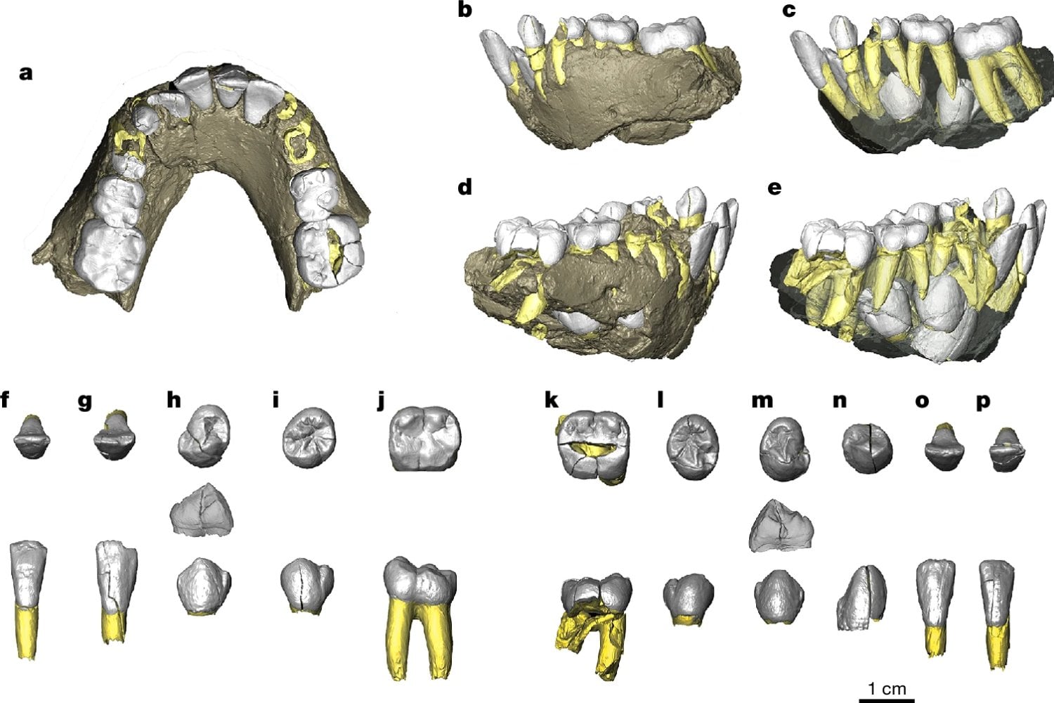 Lucy no estaba sola. Un pie fósil hallado en Etiopía pertenece a otra especie humana antigua que caminaba erguida y vivió junto a ella hace 3,4 millones de años