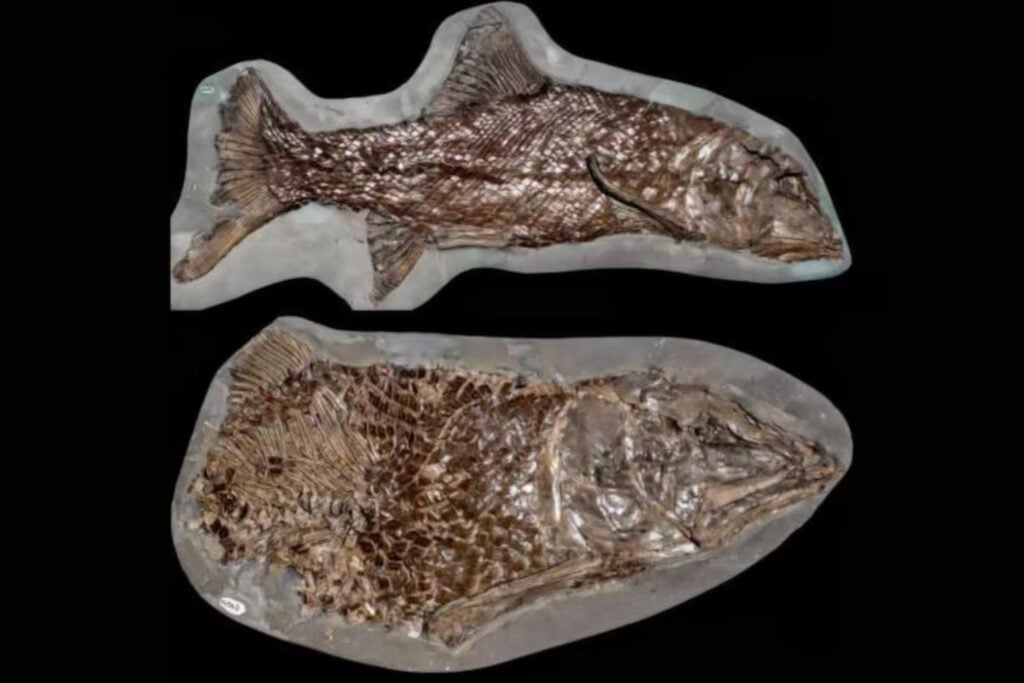 El fósil que llevaba 155 millones de años esperando bajo el barro: así desmontó 150 años de historia evolutiva de los peces