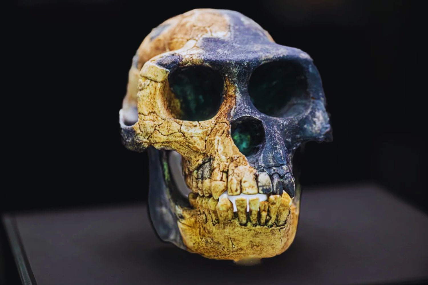 Hallan el tobillo que podría cambiar la historia de la evolución. Nuestro antepasado de hace 4,4 millones de años caminaba como humano… pero dormía en los árboles