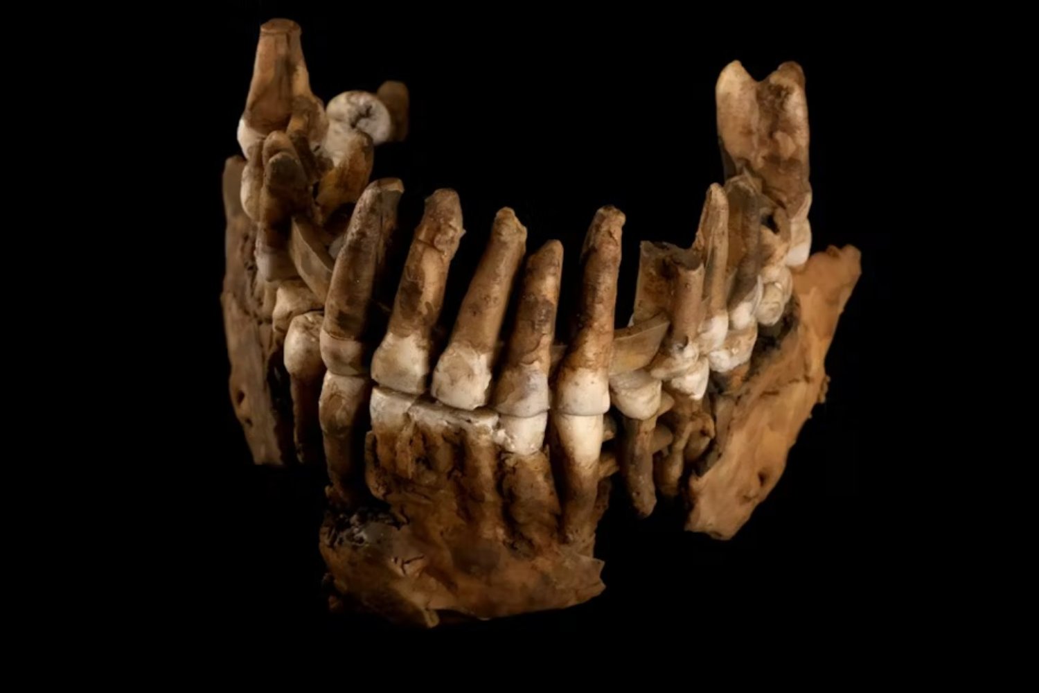 Thorin guardó un secreto 50.000 años en una cueva francesa. Su ADN acaba de cambiar lo que creíamos saber sobre los neandertales