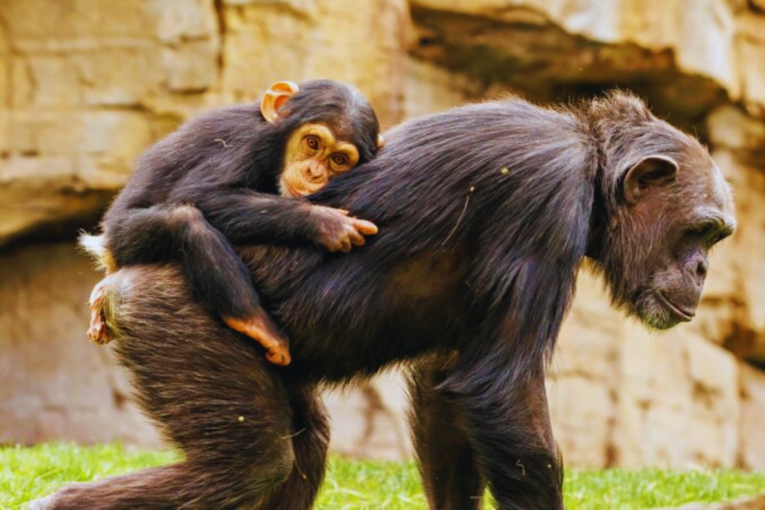 Los chimpancés también piensan. Un experimento demuestra que revisan sus creencias igual que nosotros